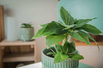 Musa tropicana, dwarf cavendish banana plant, new green shoots, indoor