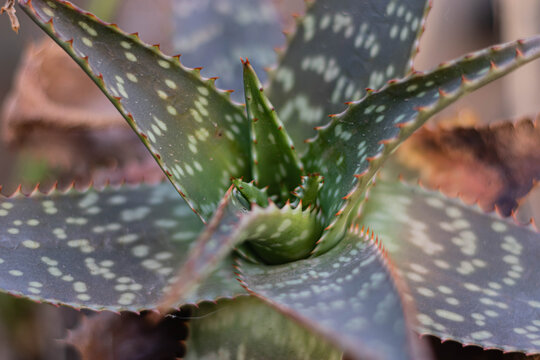 primer plano de hojas de aloe vera 