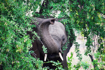 Close-up of an elephant eating the leaves of a tree in Kruger National Park, South Africa.