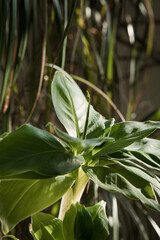 Musa tropicana, dwarf cavendish banana plant, indoor