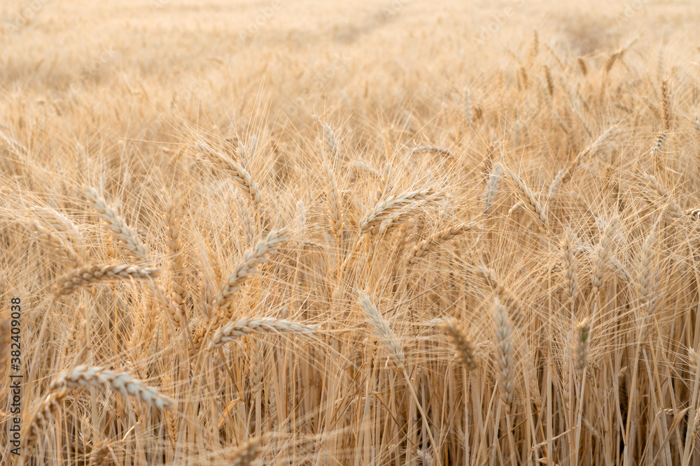 Wall mural grainfield at sunset with the sun behind it