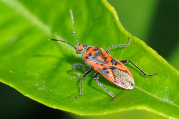 Bug (Corizus hyoscyami)