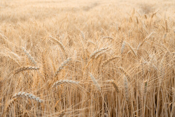 Grainfield at sunset with the sun behind it