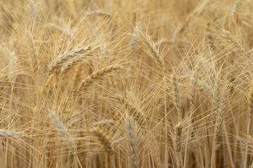 Grainfield at sunset with the sun behind it