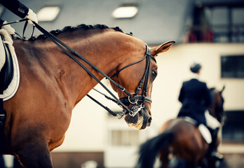 Equestrian sport. Dressage of horses in the arena.