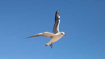 pelican in flight