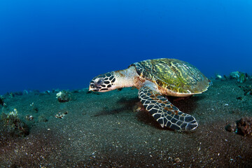 Obraz premium Hawksbill sea turtle is swimming in coral reefs. Underwater world of Bali, Indonesia. 