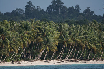 Palm trees in Mentawai island, Indonesia.