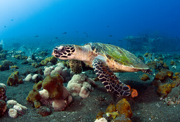 Hawksbill sea turtle swimming in coral reefs. Underwater world of Bali, Indonesia.