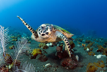 Obraz na płótnie Canvas Hawksbill sea turtle is swimming in coral reefs. Underwater world of Bali, Indonesia.