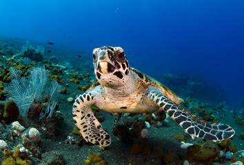 Obraz premium Hawksbill sea turtle is swimming in coral reefs. Underwater world of Bali, Indonesia. 