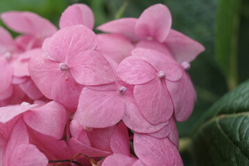 Pink Hydrangea Flowers Close Up