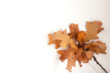Oak branch with dry autumn leaves