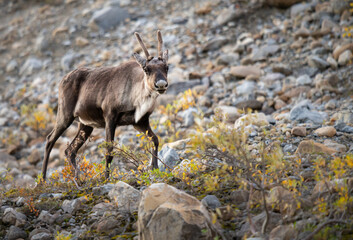 Caribou in the Canadian wilderness