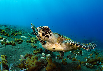 Obraz premium Hawksbill sea turtle is swimming in coral reefs. Underwater world of Bali, Indonesia. 