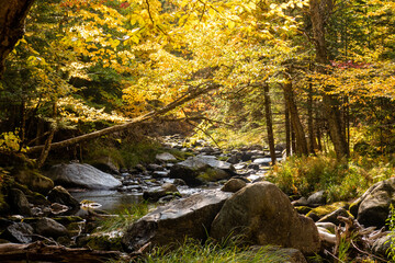 Naklejka na ściany i meble Autumnal view of a peaceful stream surrounded by forest, in Canada