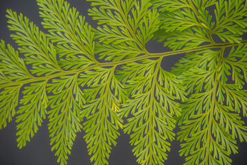 folha de samambaia verde e bem bonita que pode ser usada para fundos e texturas.
recursos graficos