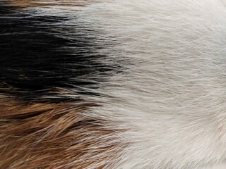 Color and pattern of cat fur