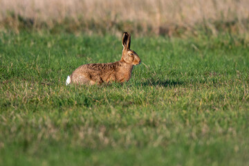 Brown hare (Lepus europaeus) in an English field on an autumn evening