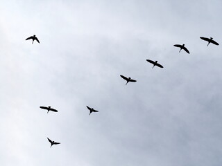 Birds in flight.