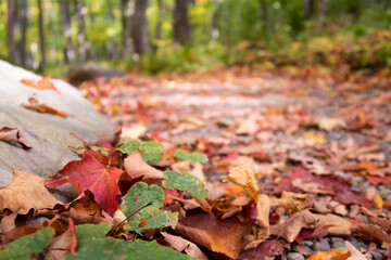 View of fallen leaves on the ground in a forest