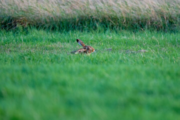 Brown hare (Lepus europaeus) in an English field on an autumn evening