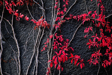 The red Virginia creeper on the black concrete wall. Autumn colors.