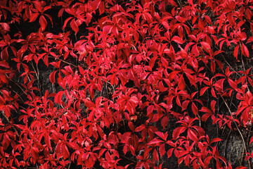 The red Virginia creeper on the black concrete wall. Autumn colors.