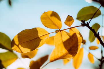 Obraz premium Golden autumn walnut leaves on blue sky background