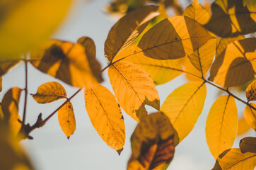 Golden autumn walnut leaves on blue sky background