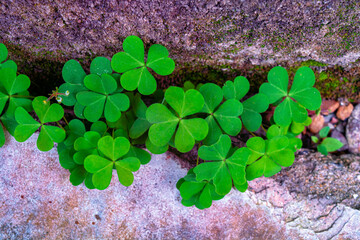 Green three leaves clover background.