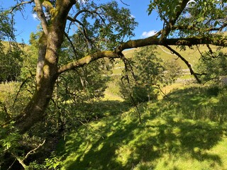 Large old tree, on the edge of a field, with dry stone walls, and farmland, in the distance near, Arncliffe, Skipton, UK