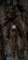 Snail on tree bark