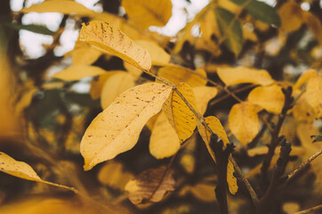 Golden fall walnut withering foliage on a tree in a forest