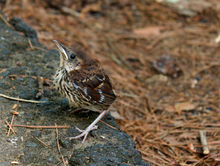 Little brown baby bird crossing path at State park