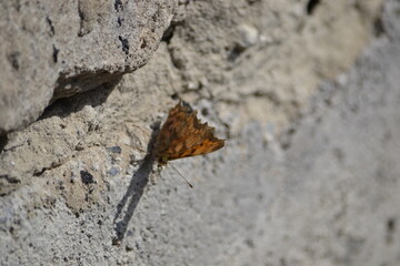 dragonfly on the rock