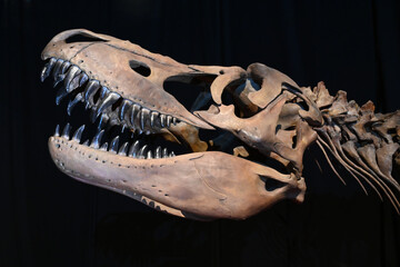 skeleton of a dinosaur skull