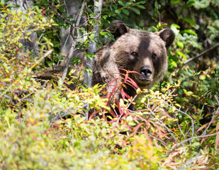 Grizzly bear in the late summer
