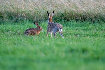 Obraz na płótnie Canvas Brown hare (Lepus europaeus) in an English field on an autumn evening