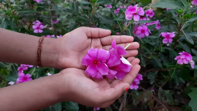catharanthus roseus bloom in the garden after rain.rose periwinkle,Catharanthus roseus, commonly known as bright eyes.Madagascar or Periwinkle or Vinca flower, (Catharanthus roseus).sadabahar.
