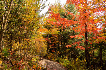 Fototapeta premium View of colorful trees in a forest in autumn
