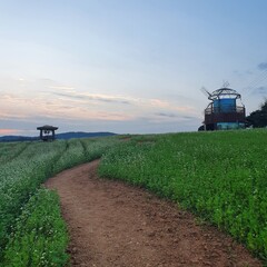 Fototapeta premium tractor in field