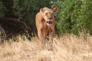 Fototapeta na wymiar Big lioness walking towards the camera