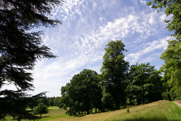 trees in the park with bright blue sky and wispy clouds