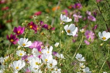 flowers in the field