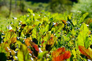 autumn leaves background