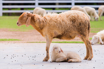 Adorable baby lamb sitting near to it's mom.