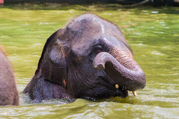 Naklejka na ściany i meble Elephant baby playing in the water.