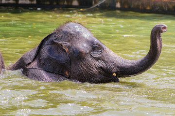 Asian Elephant swimming in a zoo pool.
