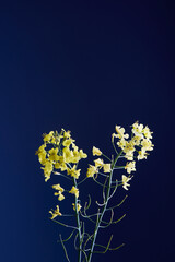 Yellow flower with a blue background